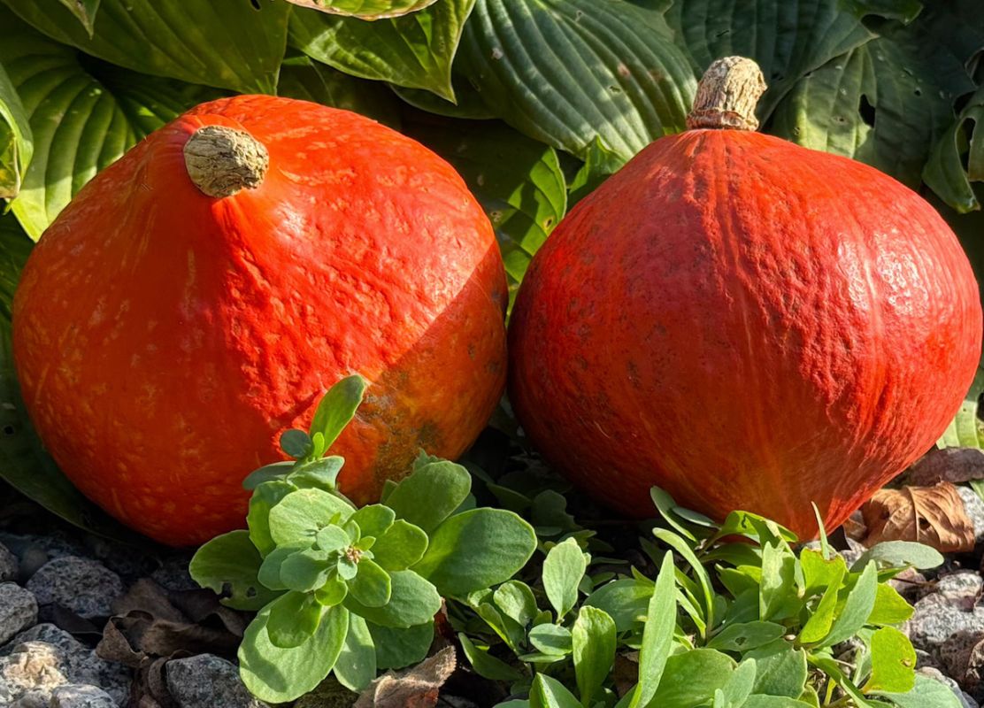 ������ ��������� �������� � �������: ������� ��� �� ����� �����