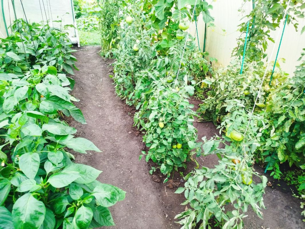 ����� ���������� �� ����: ��� ���������� ������ ������