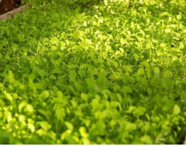 ��� ��������� ����������� ����� ������: �������� ���������������� ������