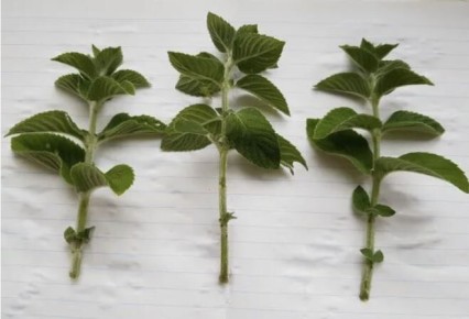 ��� ����� ���������� ���� ���������: ������������ �����������