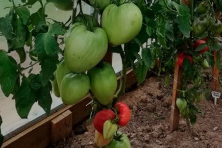 Секреты успешного выращивания помидоров Сердце Минусинска