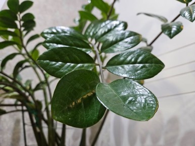 ������ �������� �������� �� ������ ������� ��������� ��������: ����������� ���� ��������� ��������