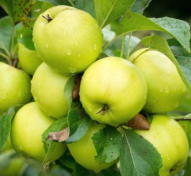 Выбор идеальных сортов яблонь: весенние секреты богатого урожая