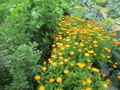 Календула в огороде: эффективный помощник в борьбе с вредителями