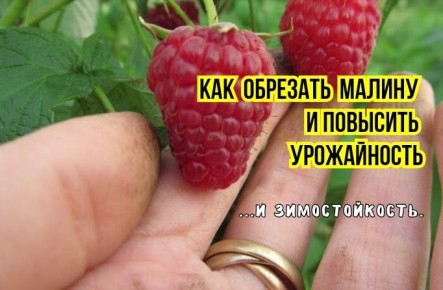 ��� ������� ������ ������ �� �����������: ��� �������� �������