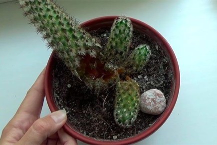 ��� ��������� �������: �������������� �������� � ���� �� �������� ��������