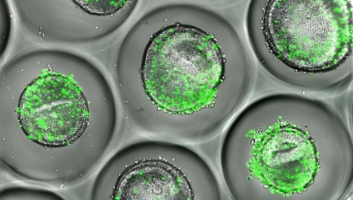 ������� ������������� ������ ������ ��� ��������� ����������� ��������