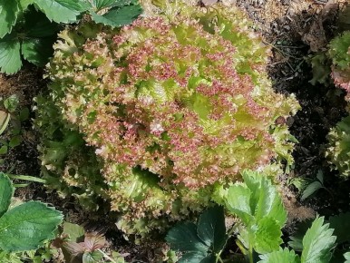 Кулинарные возможности: салат на зиму