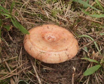 �� ������� ������������ �����: ������� � �������