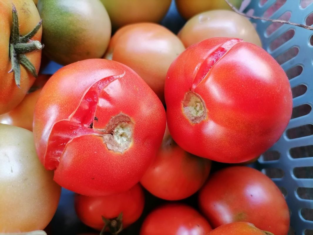 ������ �������� ���������� � ��� �������� ���� ��������?