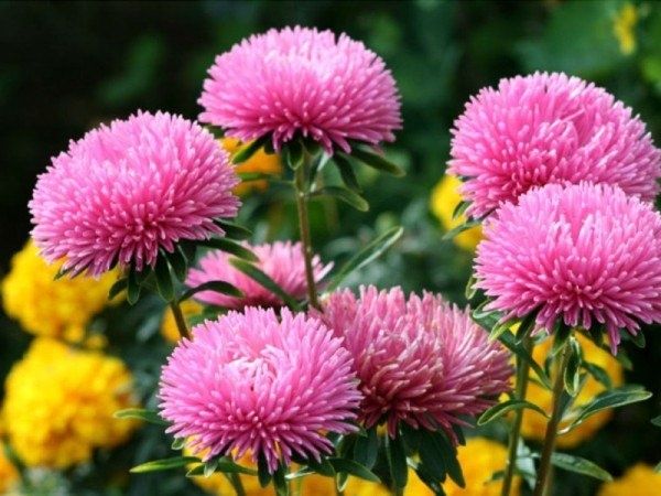 ����� ������: ��� ��������� � ��������� �� �������, ������� ��������� ��� ���