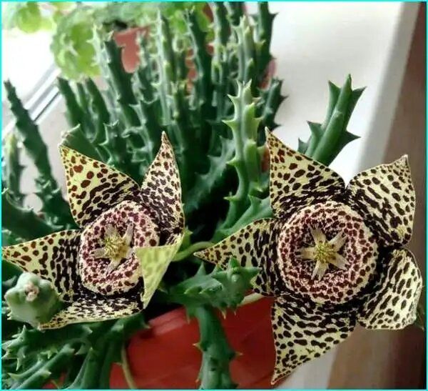 ��������: ������ ������� � ��������� ��������