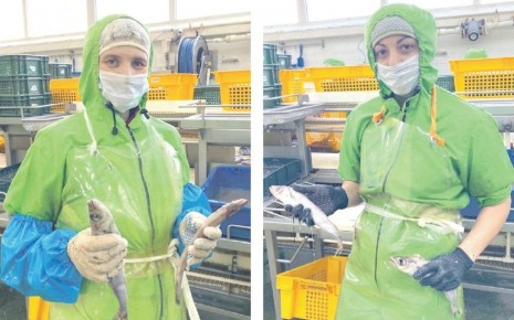 Золотые руки: как работа филетировщиков меняет жизнь в Новошахтинске