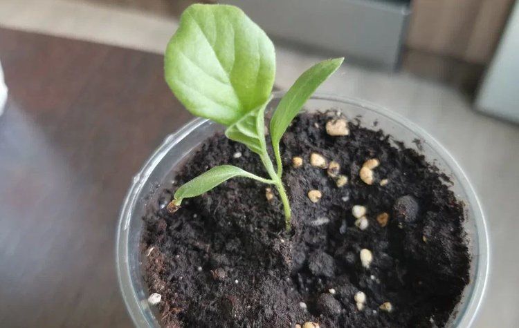 ����� ������ ���������: ������� �������� �������