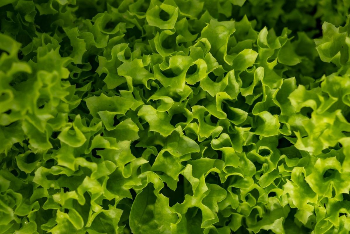 ��� ��������� ���� �������� ������: ������ ������