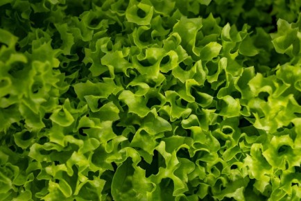 ��� ��������� ���� �������� ������: ������ ������