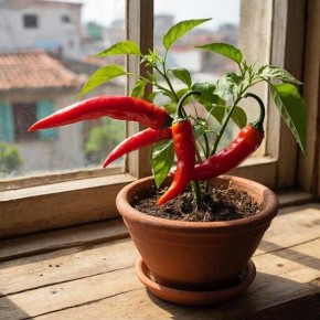 ��� ��������� ������ ����� �� �����������: ������� ��������� �������