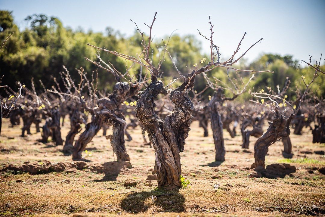 ���������� Secano Interior: ������ ����� ��������� �� ��������� ���� ��-������