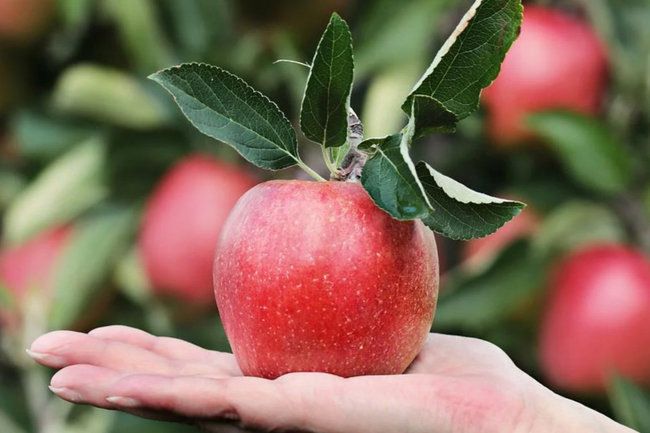 ��� ������ ����������� �������� ������� �� ���������