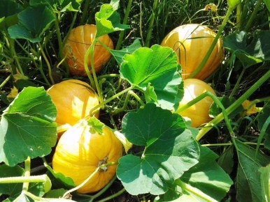 ������� � ����������� ��������� ������ �� ����