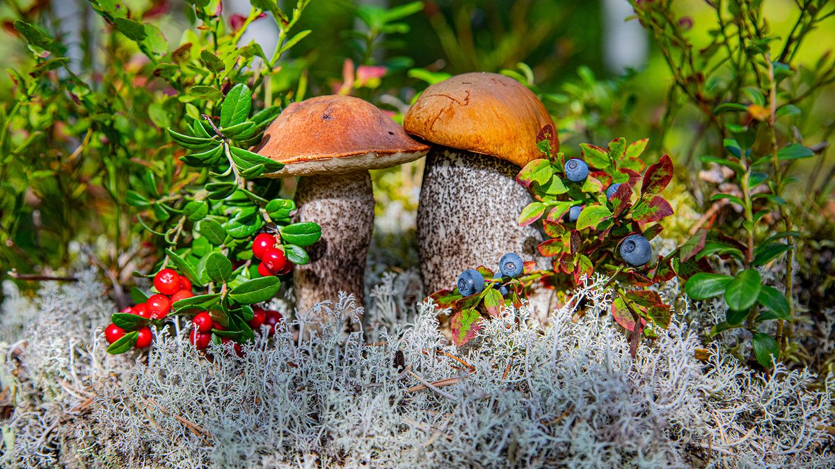 ����� ����� ������ ������: ����������� �������� ������