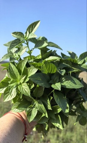 ������� � �����: ��� ������� ������ ���� ����������� ���� �����