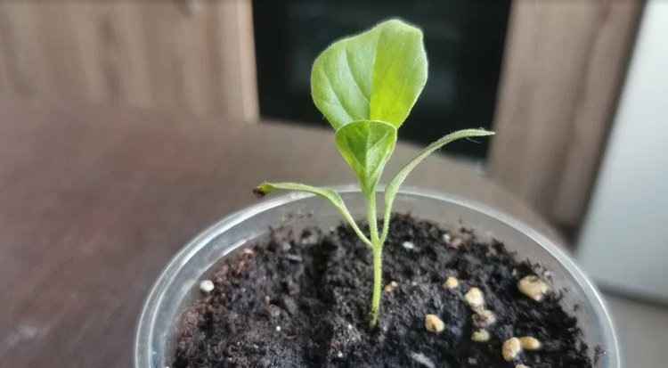 Как ухаживать за рассадой баклажанов: от всходов до подкормок