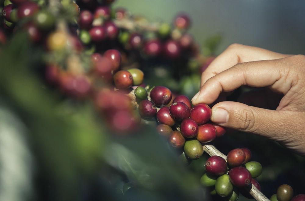 ����������� ��������� �������: �� ����� �� ����� �����