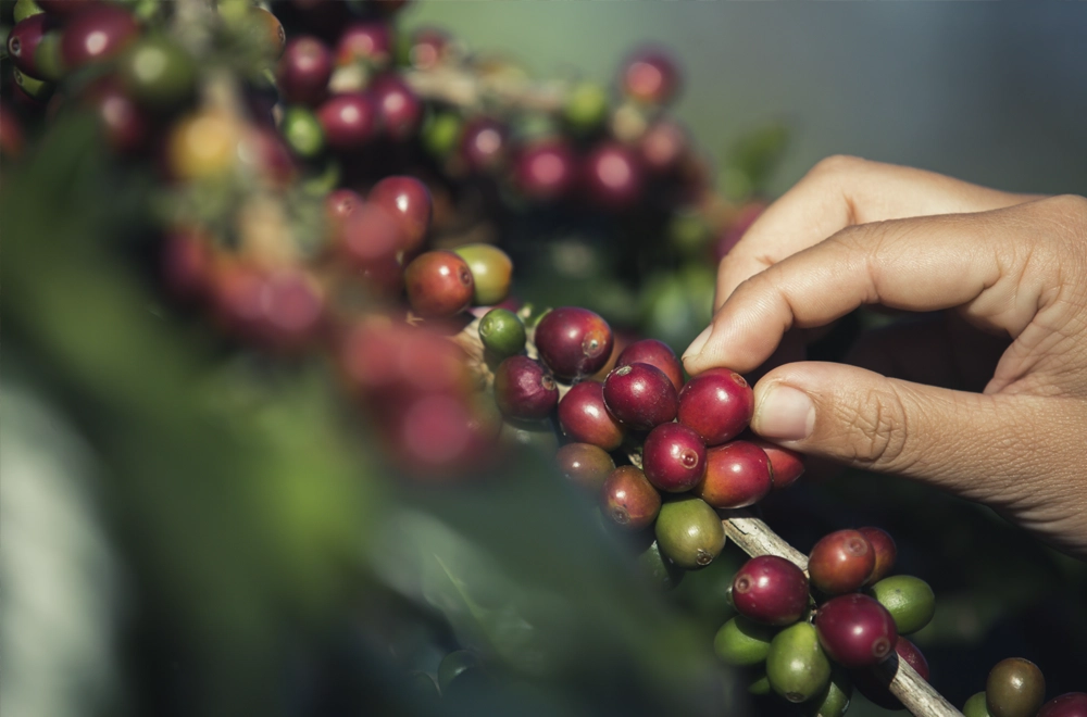 Путешествие кофейного зёрнышка: от фермы до вашей чашки