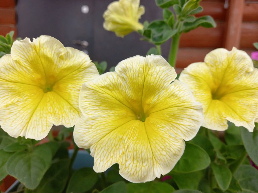 ��� ���������� �� �������: ������������ ������ ��� ���������� ���������