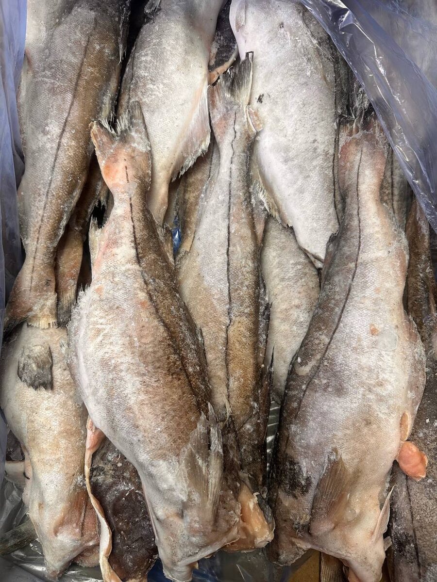 Вкусная пикша: свежий улов по привлекательной цене