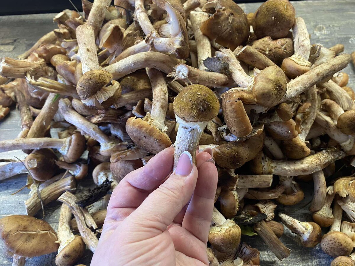 Три секреты для идеального грибного супа, который превзойдет ресторанный