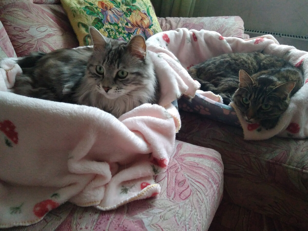 Элвис и Ласка: пушистые компаньоны на радость всей семье