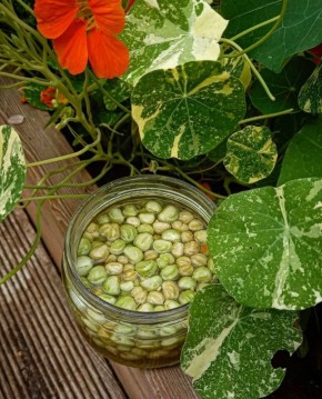 Исследуем искусство консервации: каперсы по-русски