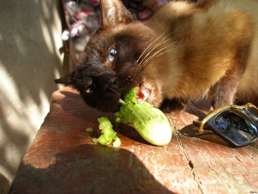 ������ ��������: ��������� �������� ��� ������� �� ��������