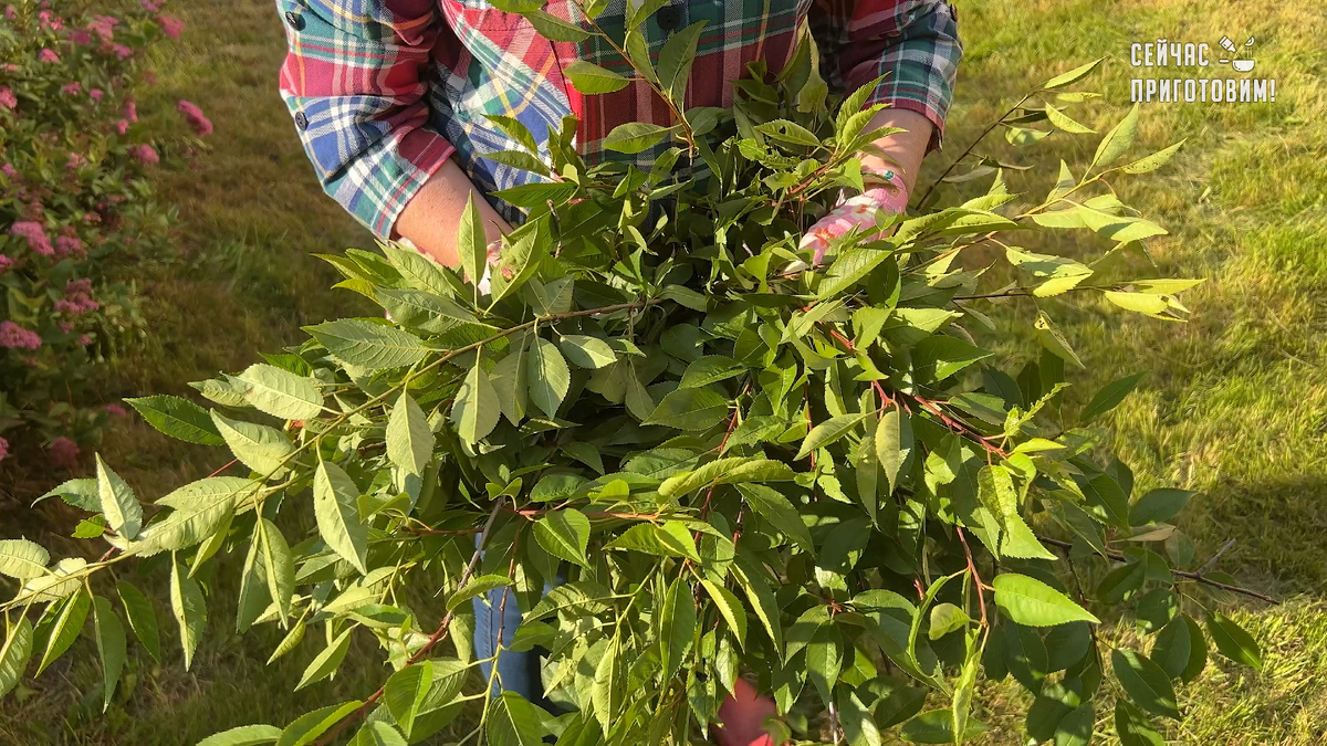 Как вишневые листья стали незаменимым зимним запасом