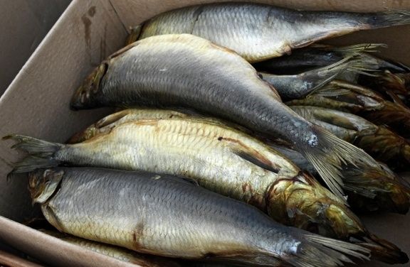 ������ �������� ������� ����� �������