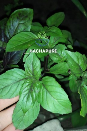 Песто: вкусный соус с историей и простым рецептом