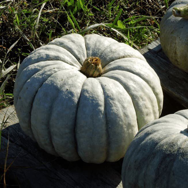 �����, ������� �������� ��� ����: ����� ������ ������