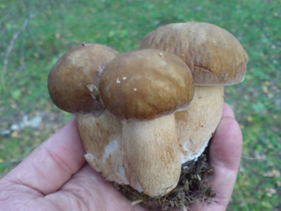 ������ ����������� ����: ���������� ������ ������