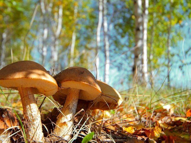 �����: ������� ��������� � �������� ��������