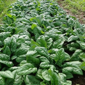 ������: �������� ������ ����� ��� ������ �������