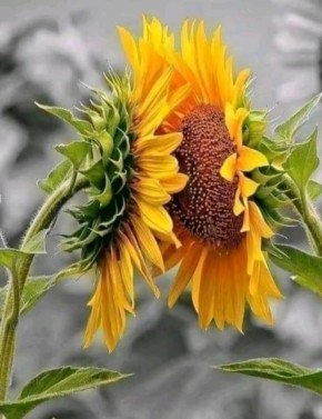 ��� ������������� ������� ������� � �������� ���