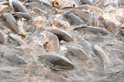 ����� ������ ������� � ����������� �������: ��� ������� ������?