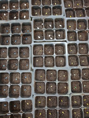 �������� ������: ������, ������ � ���� ��������� ����� gardening �����