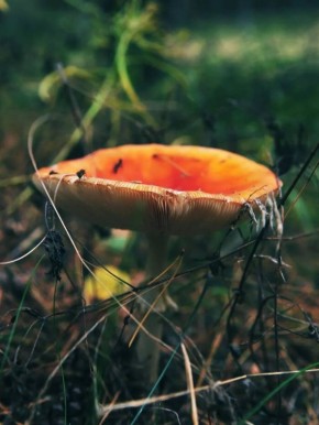 ����� �������� ������� ����: ��� ����� ����� ���������