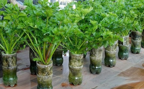 ��� ��������� ������ ��������� � �������� ��������: ������� ������