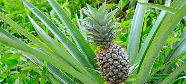 ������ ������ ����� ��� �����: ���������� ����� � ������